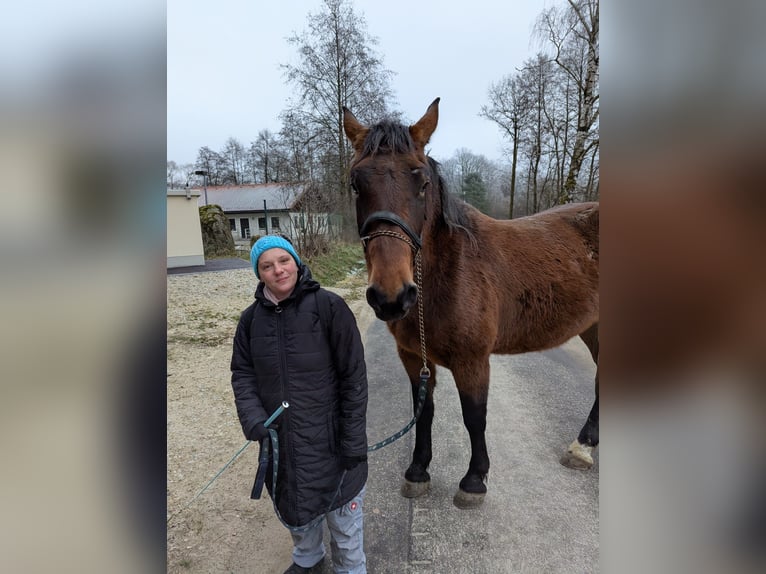 Süddeutsches Kaltblut Stute 5 Jahre 170 cm Dunkelbrauner in Hohenwarth