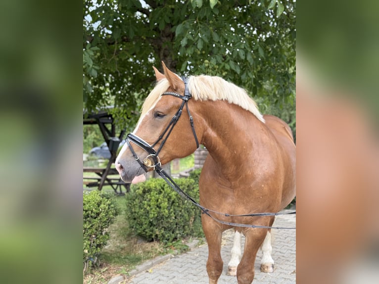 Süddeutsches Kaltblut Stute 6 Jahre 167 cm Dunkelfuchs in Neu-Anspach