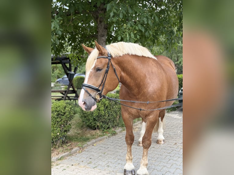Süddeutsches Kaltblut Stute 6 Jahre 167 cm Dunkelfuchs in Neu-Anspach