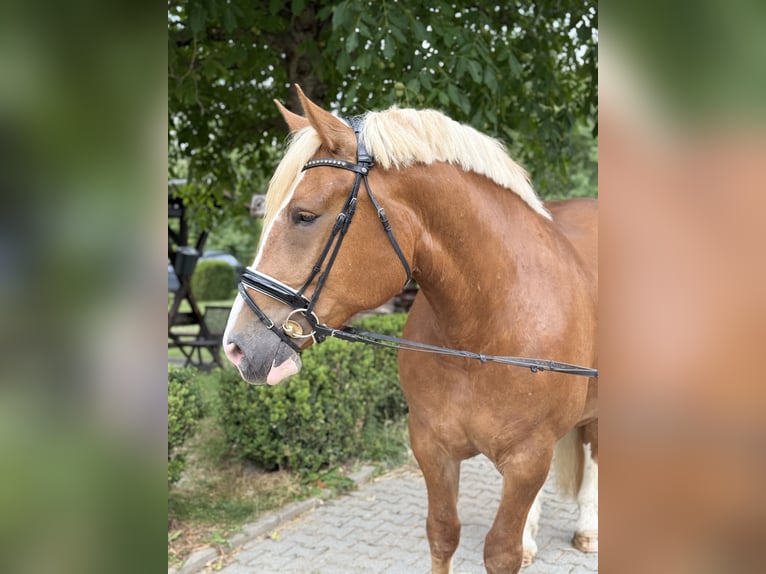 Süddeutsches Kaltblut Stute 6 Jahre 167 cm Dunkelfuchs in Neu-Anspach