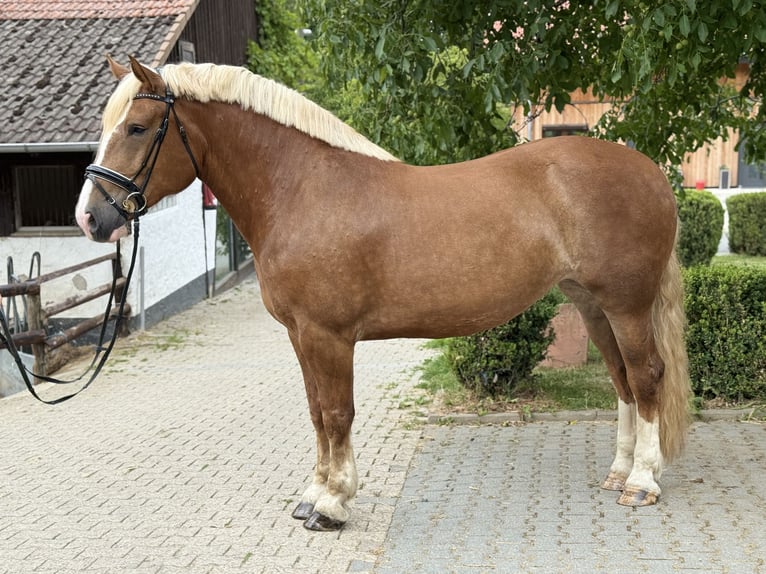 Süddeutsches Kaltblut Stute 6 Jahre 167 cm Dunkelfuchs in Neu-Anspach