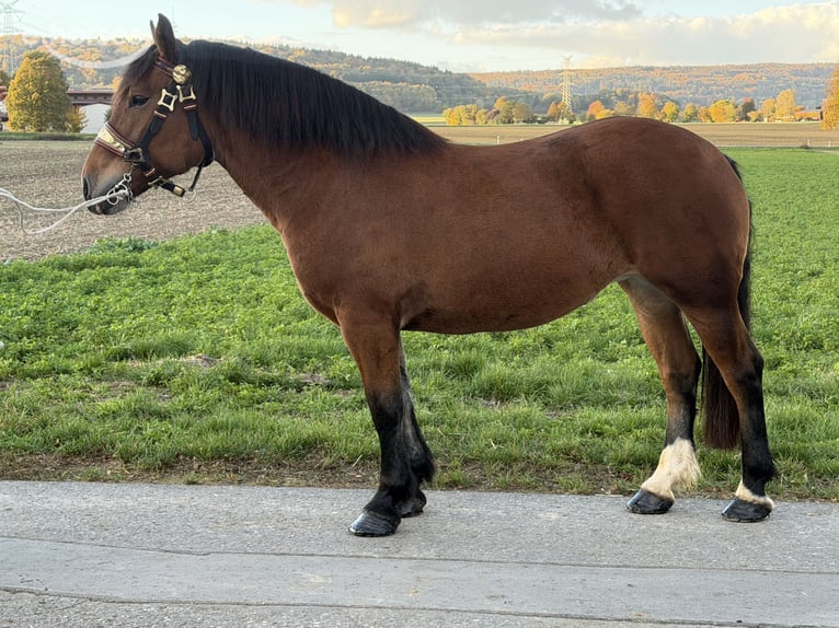 Süddeutsches Kaltblut Stute 7 Jahre 160 cm Brauner in Riedlingen