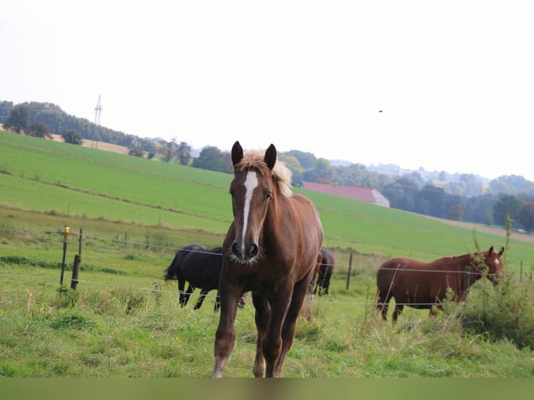 Süddeutsches Kaltblut Stute Fohlen (05/2024) 165 cm Dunkelfuchs in Schwindegg