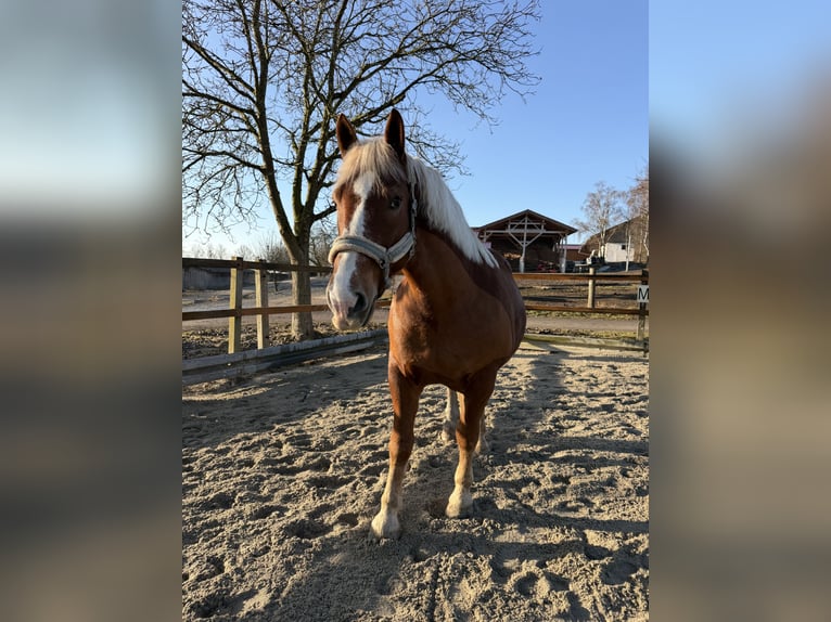 Süddeutsches Kaltblut Wallach 10 Jahre 175 cm Fuchs in Wiesenfelden