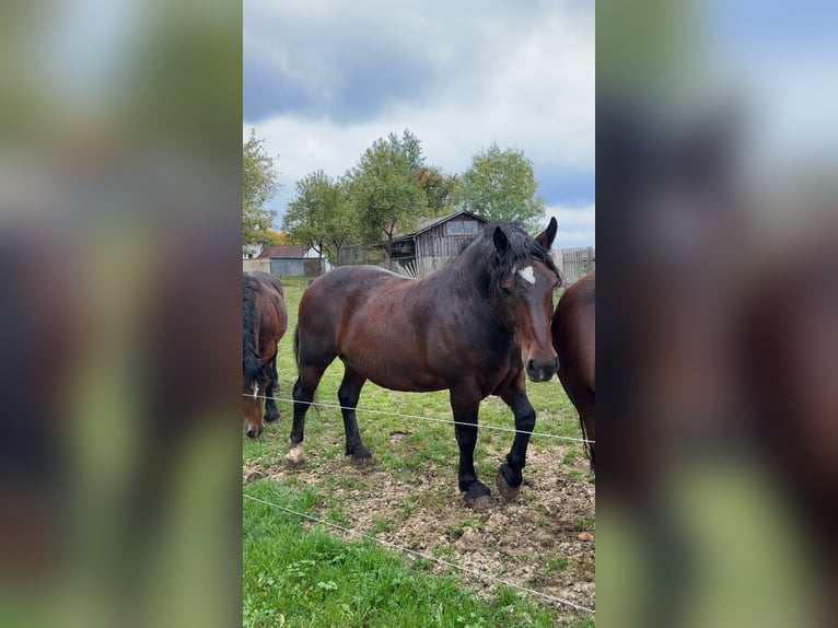 Süddeutsches Kaltblut Wallach 11 Jahre Dunkelbrauner in Edelsfeld Süddeutsches Kaltblut Wallach 11 Jahre Dunkelbrauner in Edelsfeld