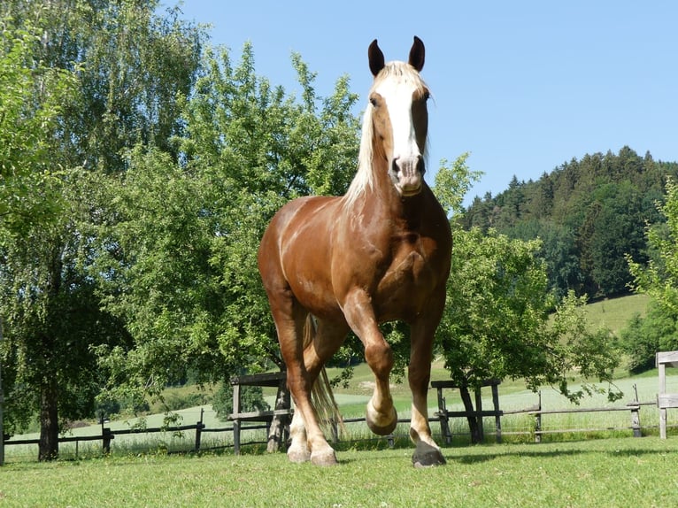 Süddeutsches Kaltblut Wallach 13 Jahre 168 cm Fuchs in Bisingen