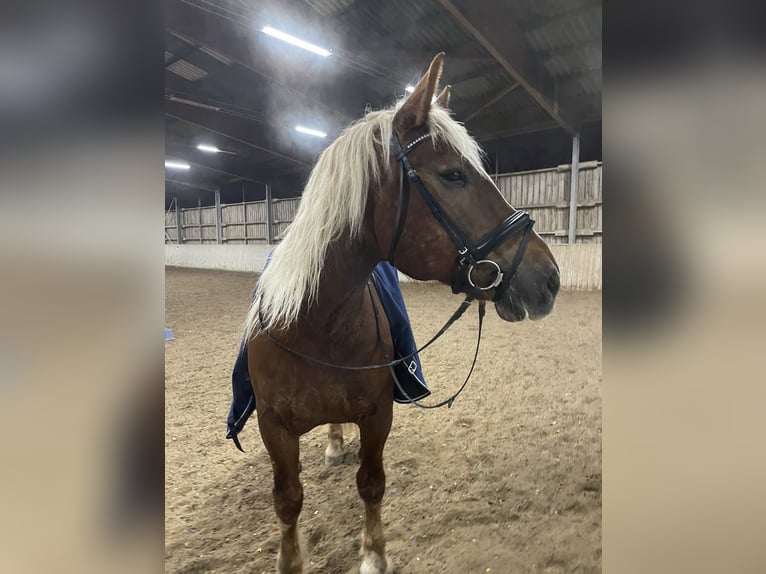 Süddeutsches Kaltblut Wallach 13 Jahre 170 cm in Rodgau