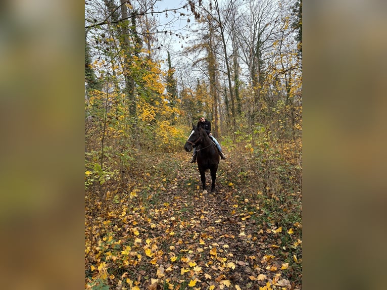 Süddeutsches Kaltblut Wallach 14 Jahre 168 cm in B&#xF6;nnigheim