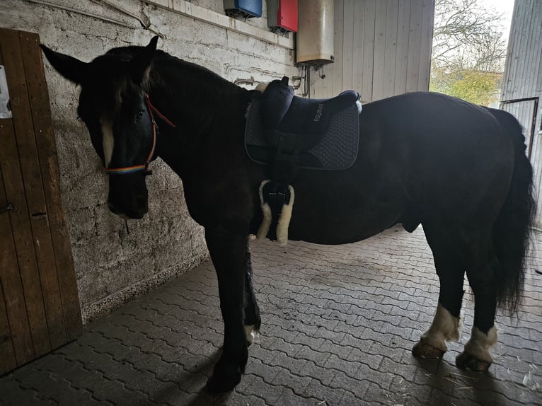 Süddeutsches Kaltblut Wallach 14 Jahre 168 cm in B&#xF6;nnigheim