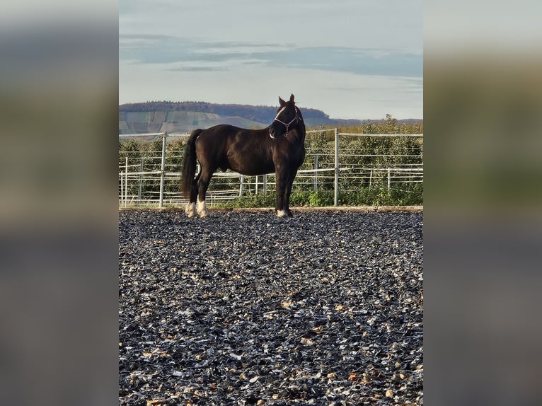 Süddeutsches Kaltblut Wallach 14 Jahre 168 cm in B&#xF6;nnigheim