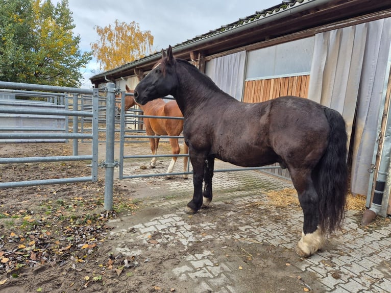 Süddeutsches Kaltblut Wallach 14 Jahre 168 cm in B&#xF6;nnigheim