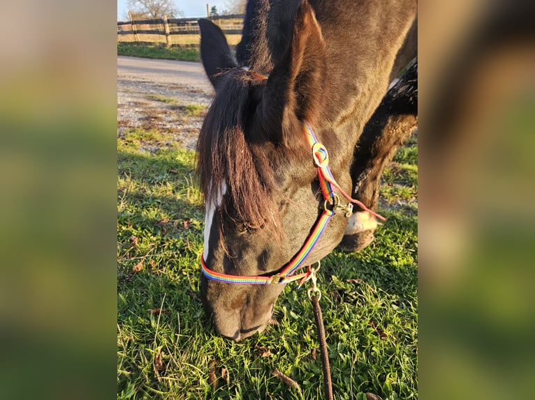 Süddeutsches Kaltblut Wallach 14 Jahre 168 cm in B&#xF6;nnigheim