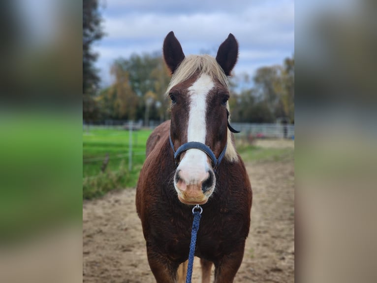 Süddeutsches Kaltblut Wallach 17 Jahre 165 cm Dunkelfuchs in Ludwigshafen am Rhein