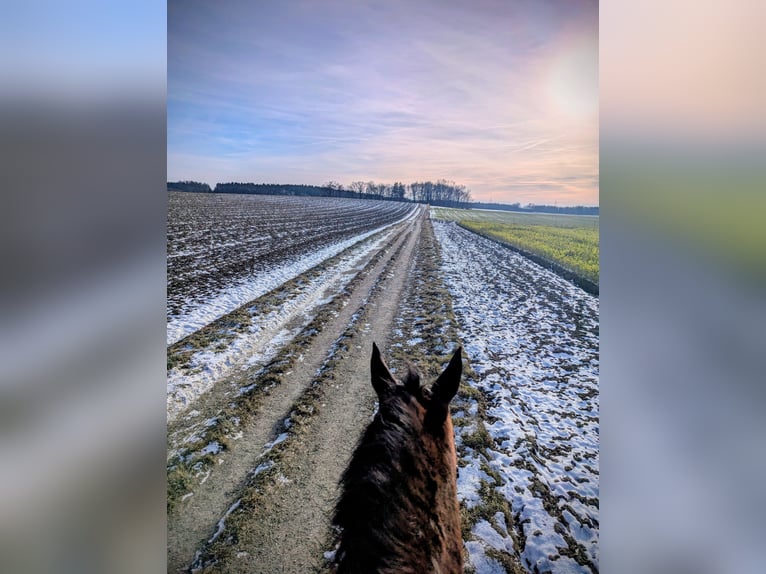 Süddeutsches Kaltblut Wallach 19 Jahre 165 cm Brauner in Schwabhausen