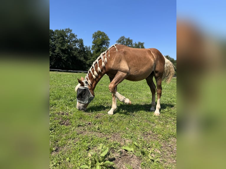 Süddeutsches Kaltblut Wallach 1 Jahr 150 cm Dunkelfuchs in Holzkirchen
