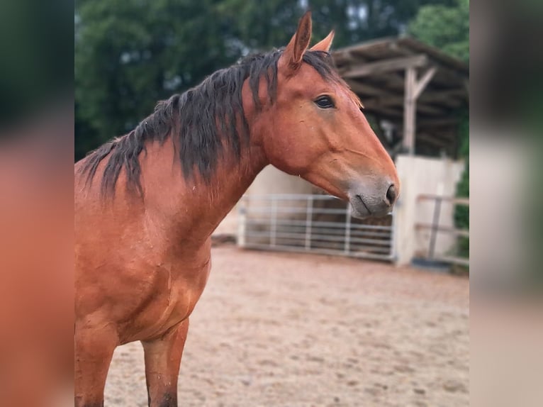 Süddeutsches Kaltblut Mix Wallach 1 Jahr 154 cm Brauner in Bodenkirchen