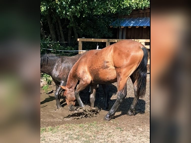 Süddeutsches Kaltblut Mix Wallach 1 Jahr 154 cm Brauner in Bodenkirchen