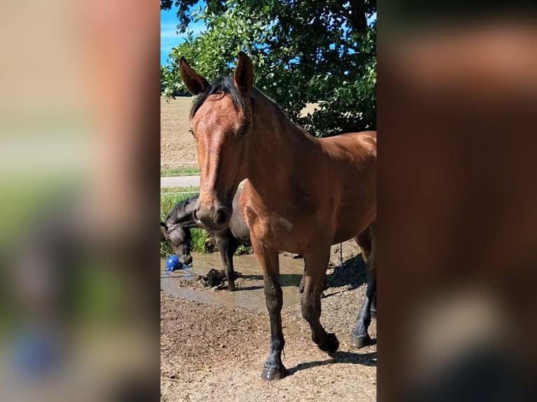 Süddeutsches Kaltblut Mix Wallach 1 Jahr 154 cm Brauner in Bodenkirchen