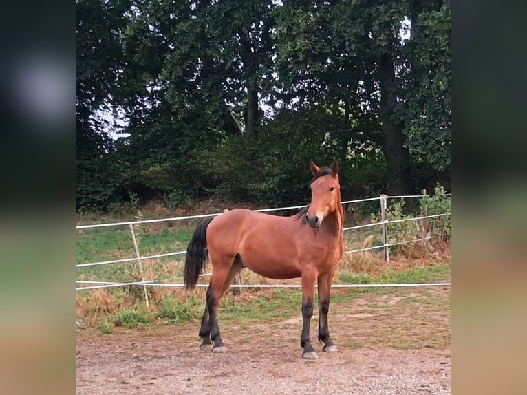 Süddeutsches Kaltblut Mix Wallach 1 Jahr 154 cm Brauner in Bodenkirchen