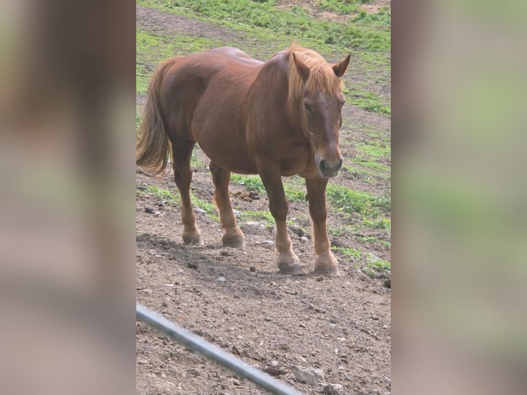 Süddeutsches Kaltblut Wallach 20 Jahre 165 cm Fuchs in Innsbruck