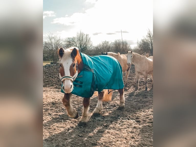 Süddeutsches Kaltblut Wallach 25 Jahre 160 cm Fuchs in Schwabenheim