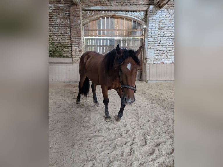 Süddeutsches Kaltblut Wallach 2 Jahre 160 cm Brauner in Pfaffenhofen an der Ilm