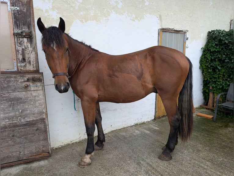Süddeutsches Kaltblut Wallach 2 Jahre 160 cm Brauner in Pfaffenhofen an der Ilm