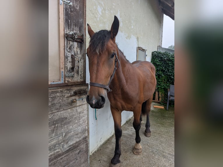 Süddeutsches Kaltblut Wallach 2 Jahre 160 cm Brauner in Pfaffenhofen an der Ilm