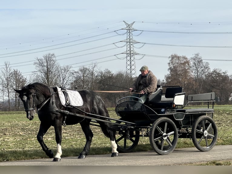 Süddeutsches Kaltblut Wallach 2 Jahre 164 cm Rappe in Riedlingen
