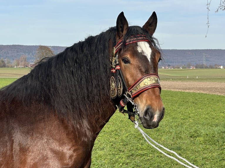 Süddeutsches Kaltblut Wallach 2 Jahre 165 cm Dunkelbrauner in Riedlingen