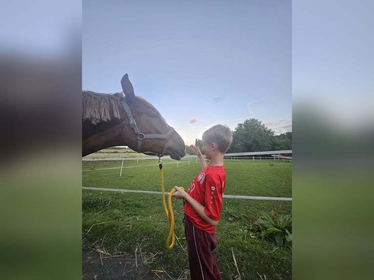 Süddeutsches Kaltblut Wallach 3 Jahre 155 cm Dunkelfuchs in Lonnig