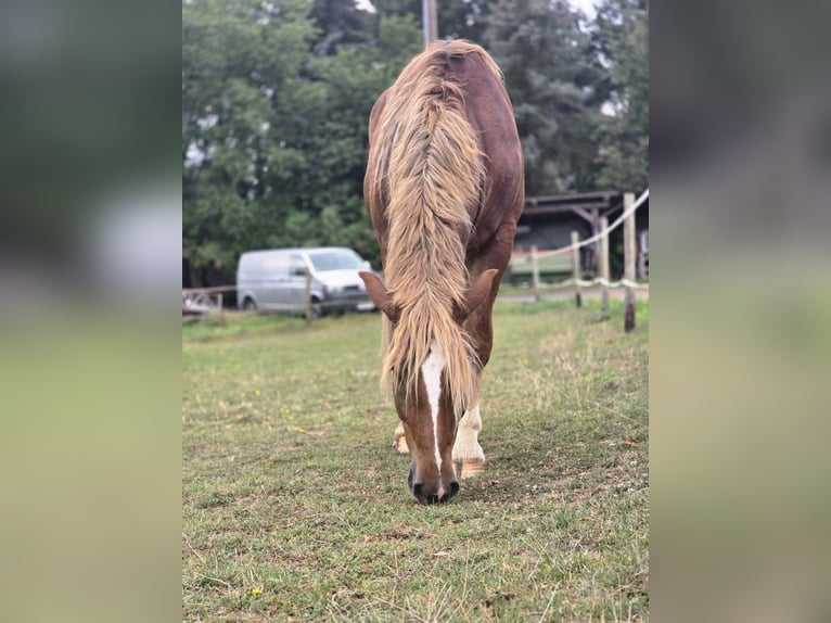 Süddeutsches Kaltblut Wallach 3 Jahre 155 cm Dunkelfuchs in Lonnig