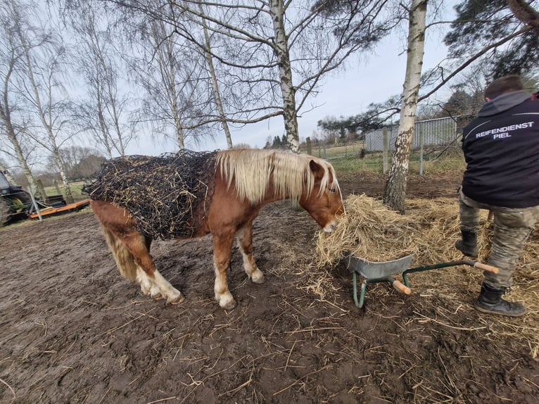 Süddeutsches Kaltblut Wallach 3 Jahre 158 cm Dunkelfuchs in Peenemünde