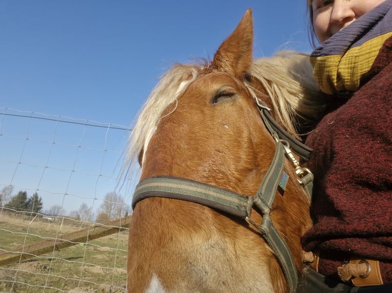 Süddeutsches Kaltblut Wallach 3 Jahre 158 cm Dunkelfuchs in Peenemünde