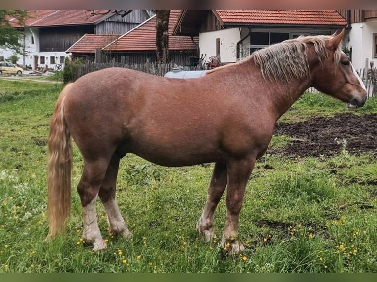 Süddeutsches Kaltblut Wallach 3 Jahre 160 cm Fuchs in Jachenau