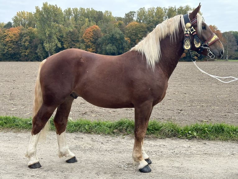 Süddeutsches Kaltblut Wallach 3 Jahre 164 cm Dunkelfuchs in Riedlingen