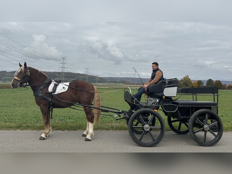 Süddeutsches Kaltblut Wallach 3 Jahre 164 cm Dunkelfuchs in Riedlingen