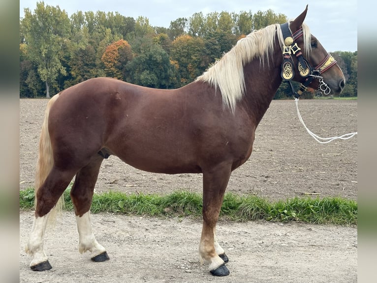 Süddeutsches Kaltblut Wallach 3 Jahre 164 cm Dunkelfuchs in Riedlingen