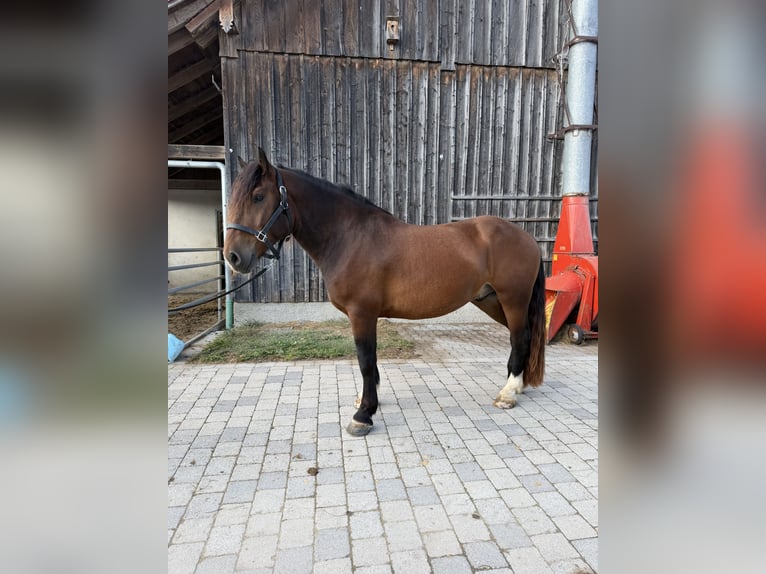 Süddeutsches Kaltblut Wallach 3 Jahre 165 cm Brauner in Langerringen