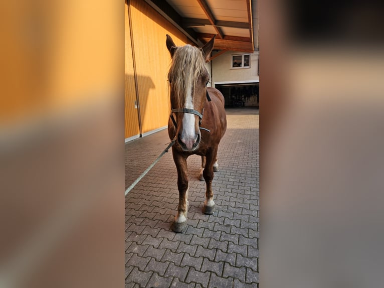 Süddeutsches Kaltblut Wallach 3 Jahre 168 cm Fuchs in Niederstotzingen