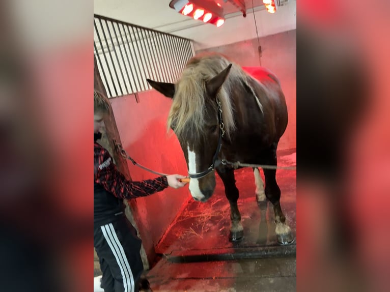 Süddeutsches Kaltblut Wallach 4 Jahre 160 cm Dunkelfuchs in Pfaffenhofen