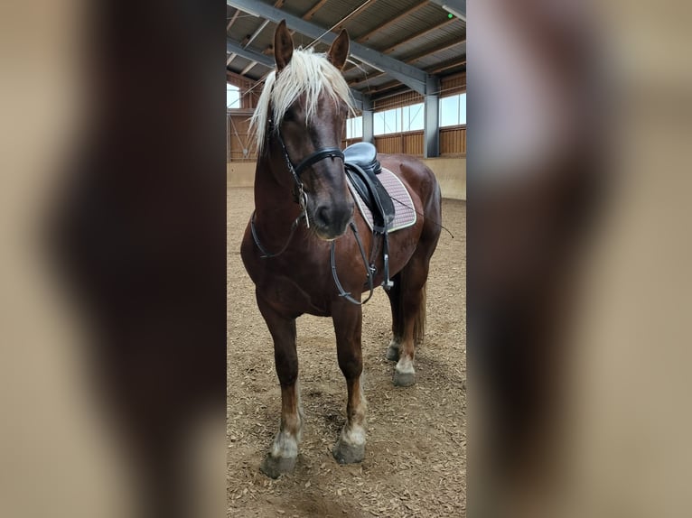 Süddeutsches Kaltblut Wallach 4 Jahre 164 cm Dunkelfuchs in Hetzenhausen