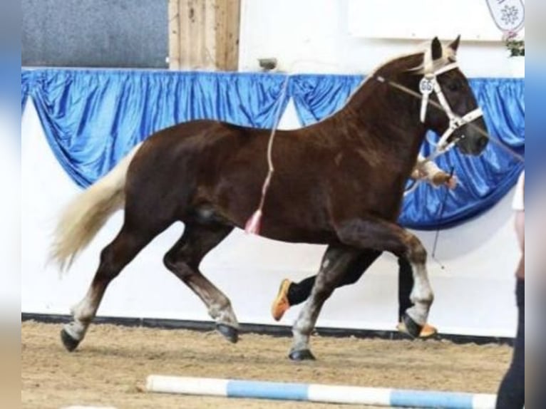 Süddeutsches Kaltblut Wallach 4 Jahre 164 cm Dunkelfuchs in Hetzenhausen