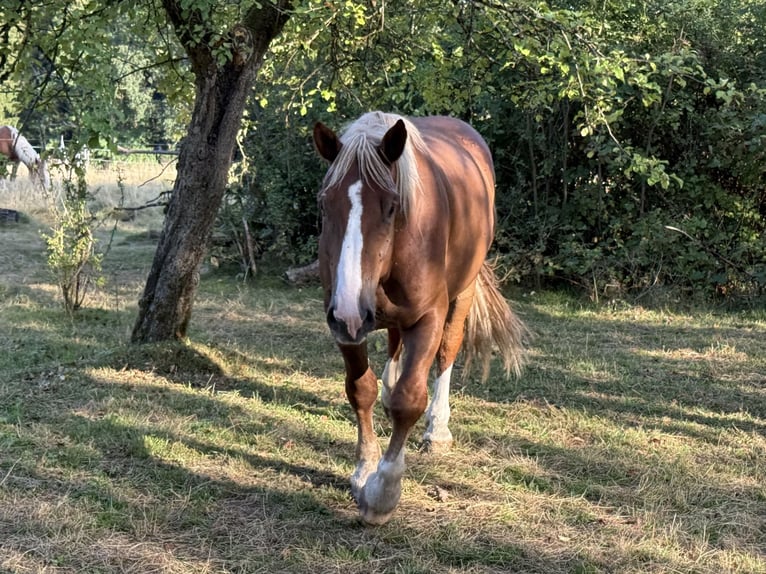 Süddeutsches Kaltblut Wallach 4 Jahre 165 cm Fuchs in Alfdorf