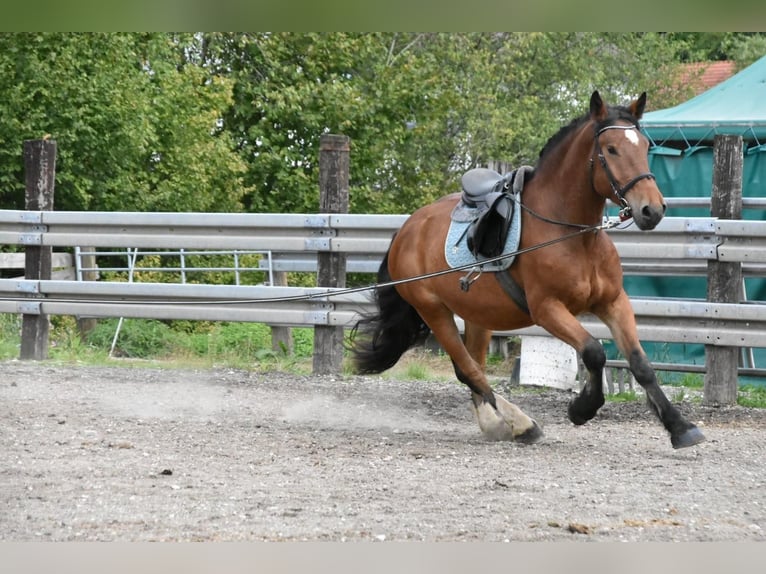 Süddeutsches Kaltblut Wallach 4 Jahre 168 cm Brauner in Arnstorf
