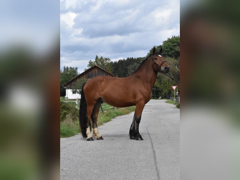 Süddeutsches Kaltblut Wallach 4 Jahre 168 cm Brauner in Arnstorf