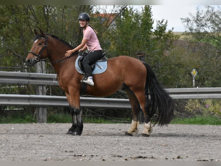 Süddeutsches Kaltblut Wallach 4 Jahre 168 cm Brauner in Arnstorf