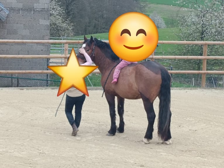 Süddeutsches Kaltblut Wallach 5 Jahre 167 cm Brauner in Hennef