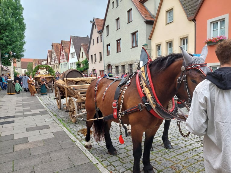 Süddeutsches Kaltblut Wallach 5 Jahre 168 cm Brauner in Herrieden