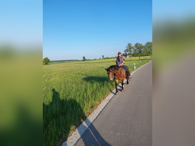 Süddeutsches Kaltblut Wallach 5 Jahre 168 cm Brauner in Herrieden